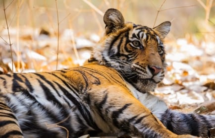 aman-i-khas-india-ranthambore-national-park-safari_original_23723