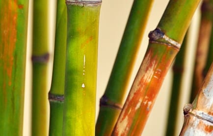 Amansara, Siem Reap, Cambodia. © Travel+Style