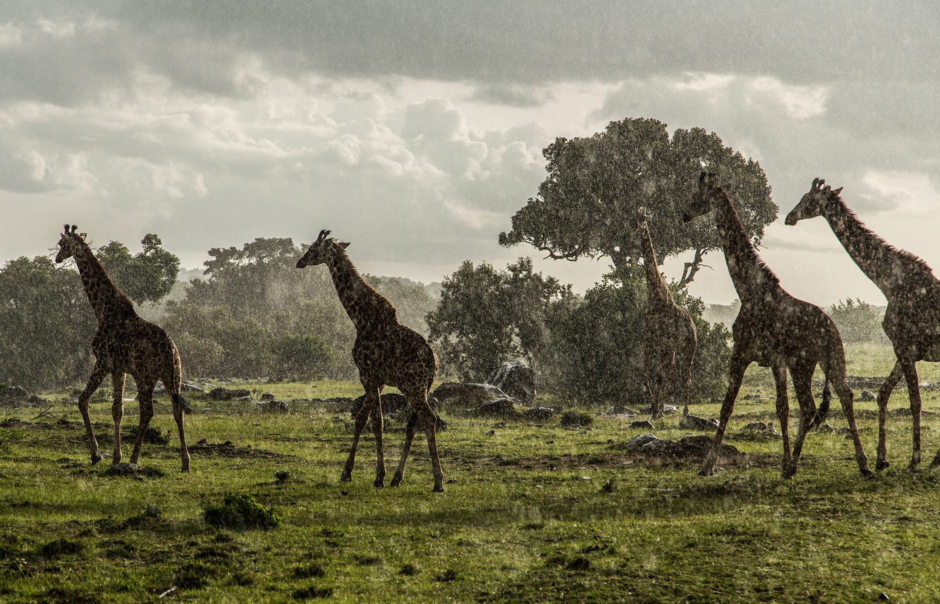 Angama Mara, Maasai Mara, Kenya. Luxury Hotel Review by TravelPlusStyle. Photo © Angama