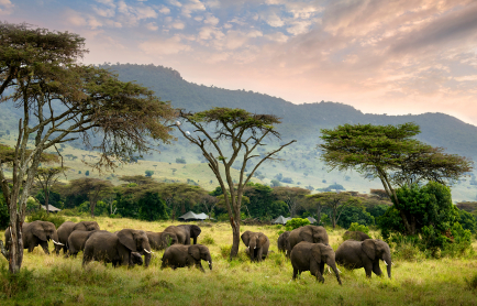 angama_safarai_tents_045a