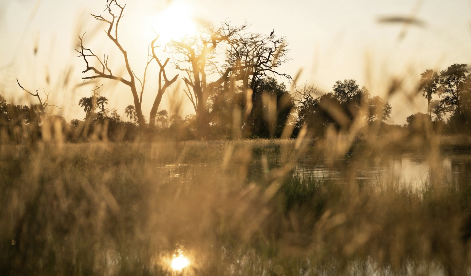 Singita Elela, Okavango Delta, Botswana • Africa’s New Safari Camps and Lodges: 2025 Openings & What’s Coming in 2026 Untitled design - Singita-Elela-landscape