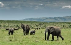 Masai Mara, Kenya © TravelPlusStyle.com