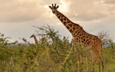 Masai Mara, Kenya © TravelPlusStyle.com