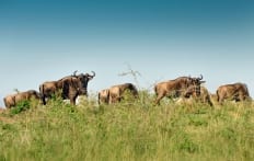 Masai Mara, Kenya © TravelPlusStyle.com