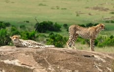 Cheetah family in Masai Mara, Kenya © Travel+Style