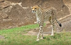 Cheetah in Masai Mara, Kenya © Travel+Style