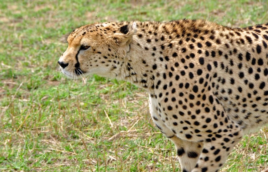 Hunting cheetah in Masai Mara, Kenya © Travel+Style