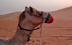 Camel in Desert, Dubai © Travel+Style