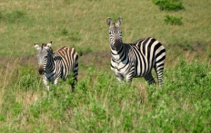 Cottar's 1920s Safari Camp, Masai Mara, Kenya © TravelPlusStyle.com