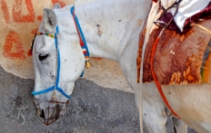 Mule in Fira. Santorini, Greece. © Travel+Style