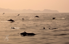 Dolphins in the Gulf of Oman. © Travel+Style