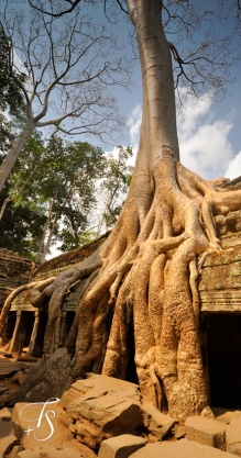 Ta Prohm, Siem Reap. Cambodia. ©Travel+Style
