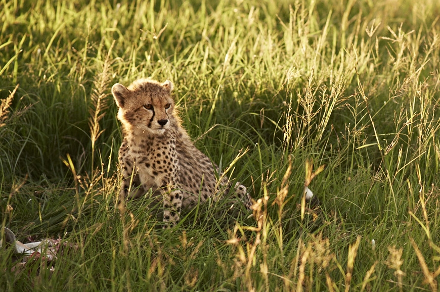 Singita Explore Mobile Tented Camp, Tanzania. TravelPlusStyle.com