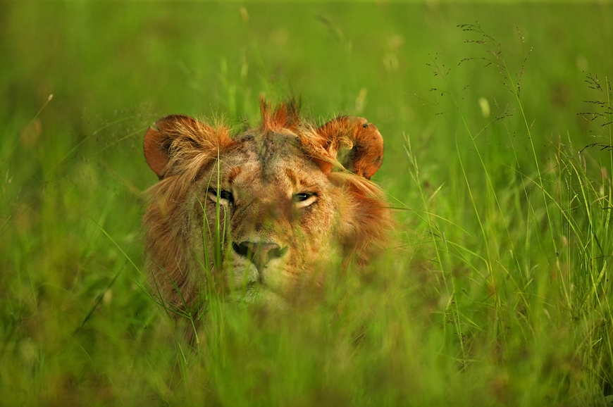 Singita Explore Mobile Tented Camp, Tanzania. TravelPlusStyle.com