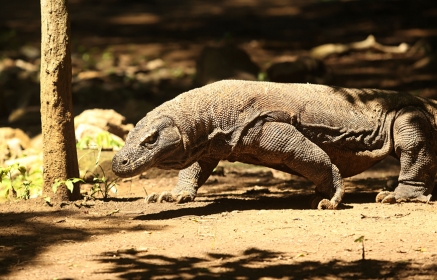 Alila Purnama, Komodo Island, Indonesia. TravelPlusStyle.com