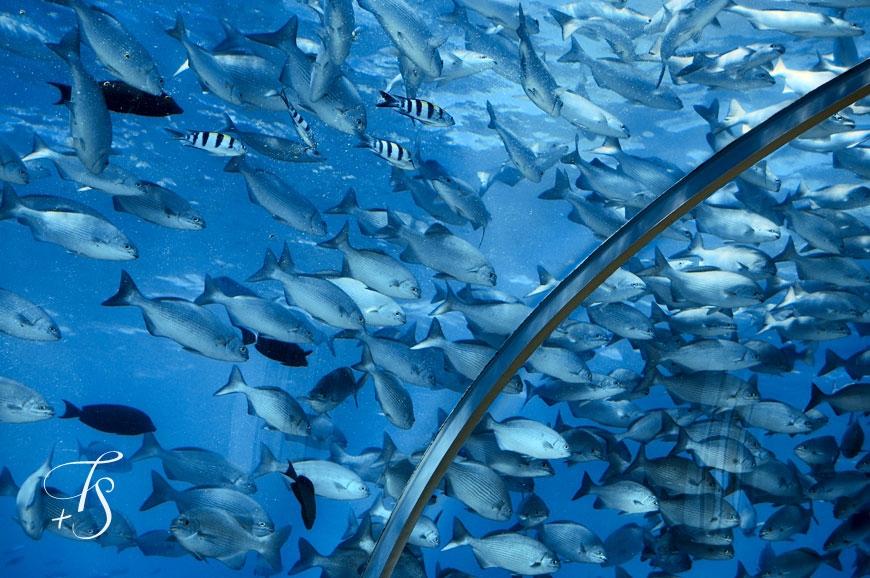 Ithaa Undersea Restaurant, Conrad Maldives Rangali Islandi. © TravelPlusStyle.com