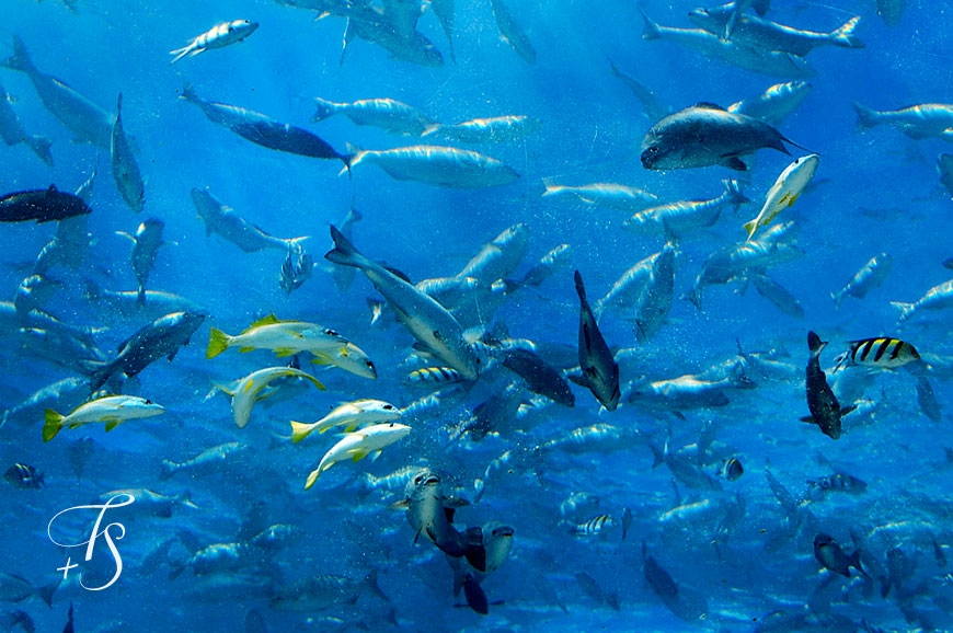 Ithaa Undersea Restaurant, Conrad Maldives Rangali Islandi. © TravelPlusStyle.com