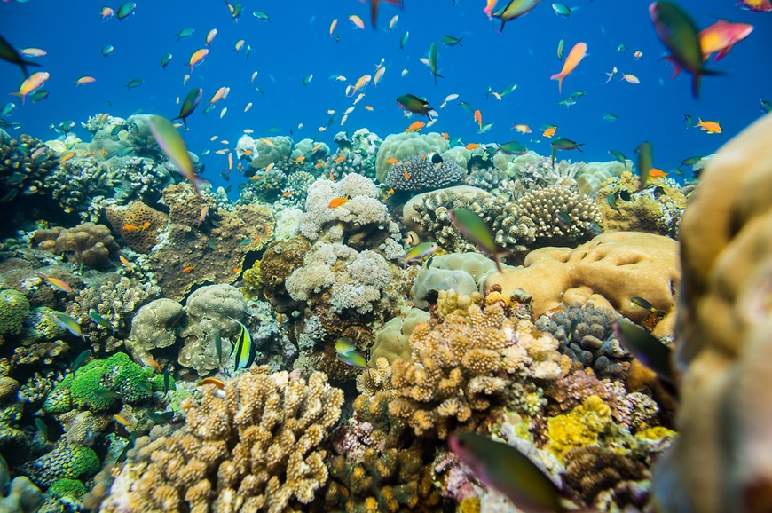 The Manta Resort- Underwater Room Off Pemba Island, Tanzania. travelplusstyle.com