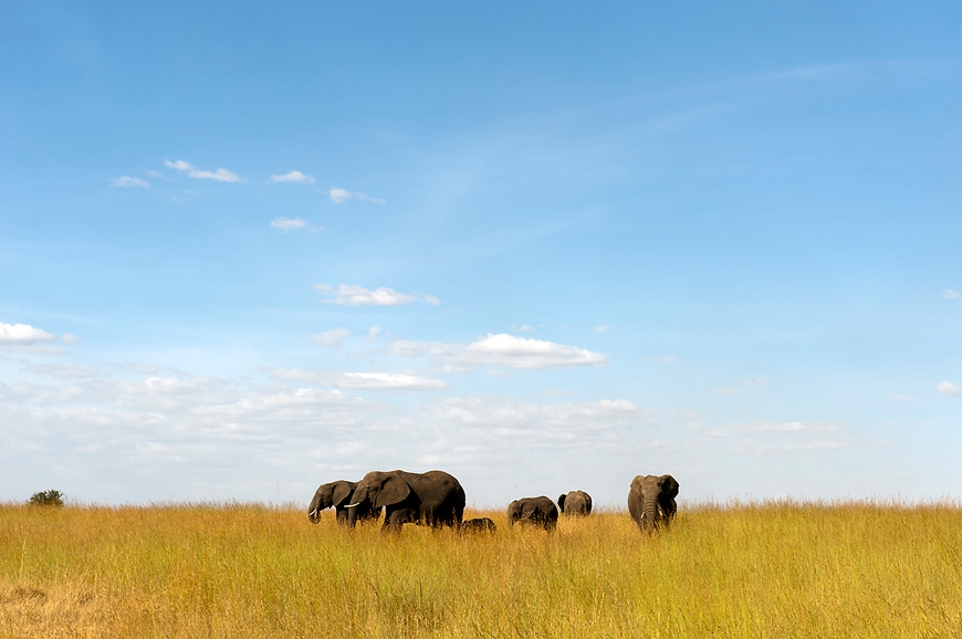 Nomads Lamai Serengeti. travelplusstyle.com