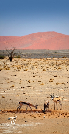 Little Kulala, Namibia. © TravelPlusStyle.com