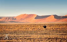 Little Kulala, Namibia. © TravelPlusStyle.com