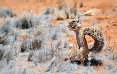 Wolwedans Boulders Camp, Namib Rand, Namibia. © TravelPlusStyle.com