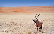 Wolwedans Boulders Camp, Namib Rand, Namibia. © TravelPlusStyle.com