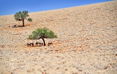 Wolwedans Boulders Camp, Namib Rand, Namibia. © TravelPlusStyle.com