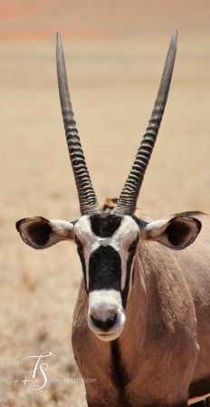 Little Kulala, Namibia. © TravelPlusStyle.com