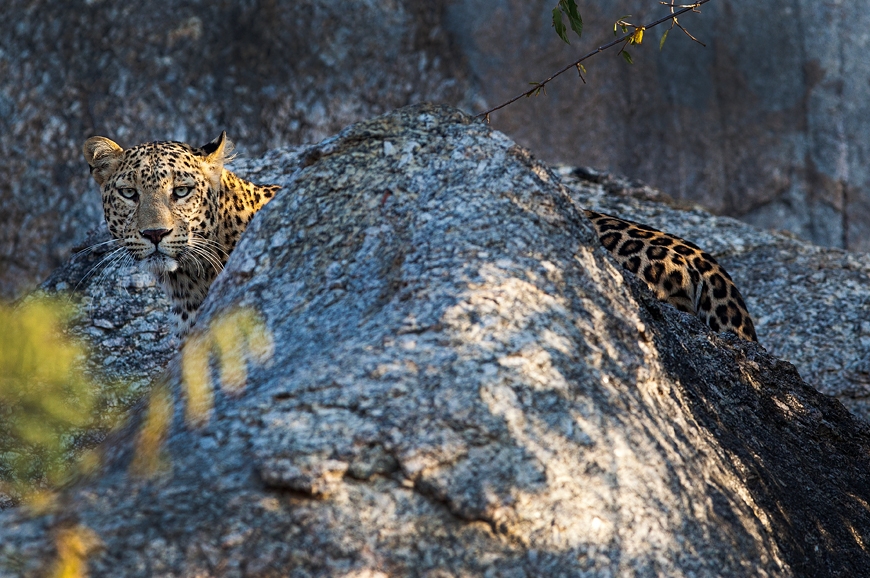 JAWAI Leopard Camp. India. TravelPlusStyle.com