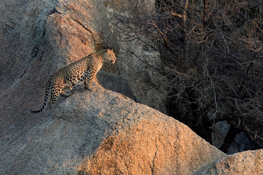 JAWAI Leopard Camp. India. TravelPlusStyle.com