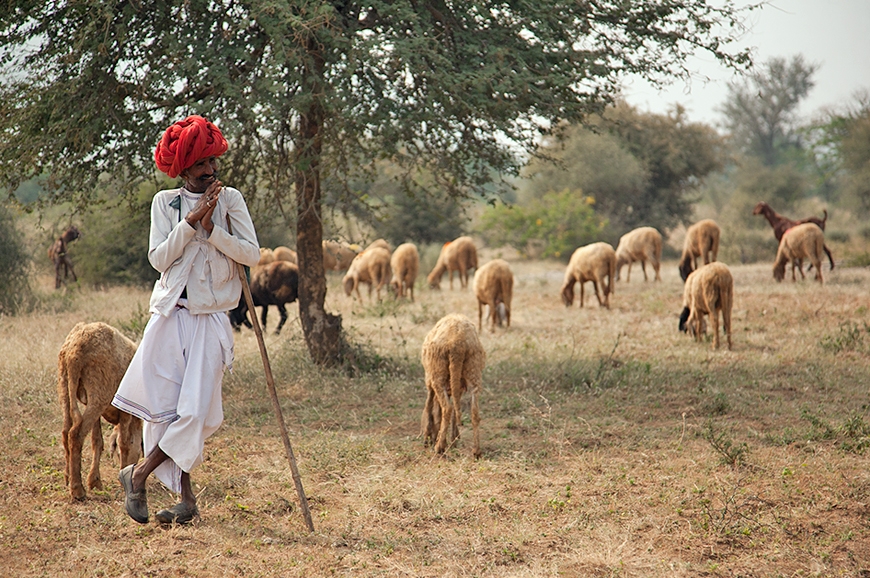 JAWAI Leopard Camp. India. TravelPlusStyle.com