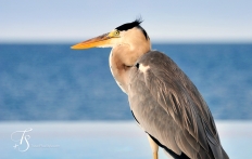 Huvafen Fushi, Maldives. © TravelPlusStyle.com