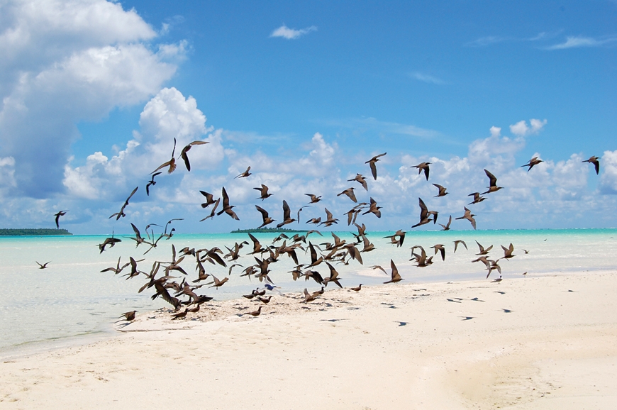 The Brando, French Polynesia. TravelPlusStyle.com