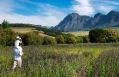 Babylonstoren, South Africa. Hotel Review by TravelPlusStyle. Photo © Babylonstoren