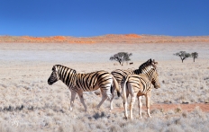 Namib Rand Reserve, Namibia. Photo © Travel+Style