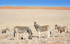 Namib Rand Reserve, Namibia. Photo © Travel+Style