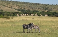 &Beyond Kichwa Tembo Tented Camp, Masai Mara, Kenya. Review by TravelPlusStyle. Photo © &Beyond 