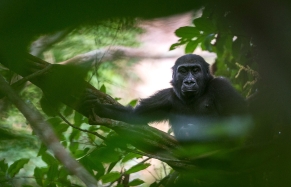 Gorilla Tracking in Congo Basin with Kamba Camps • TravelPlusStyle.com