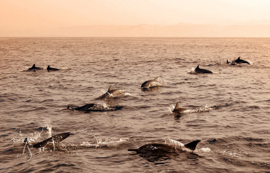 Dolphins in the Gulf of Oman. © Travel+Style