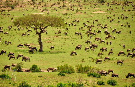 Masai Mara, Kenya © Travel+Style