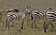 Masai Mara, Kenya © TravelPlusStyle.com
