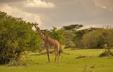 Masai Mara, Kenya © Travel+Style