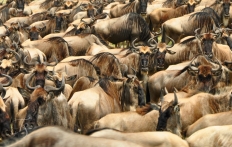 Masai Mara, Kenya © TravelPlusStyle.com