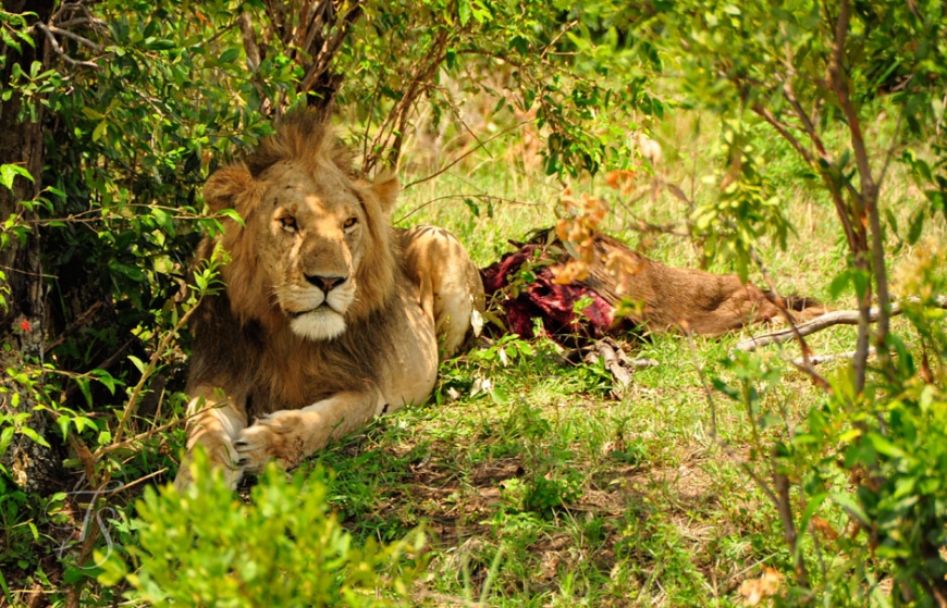 Masai Mara, Kenya © TravelPlusStyle.com
