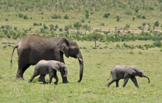 Masai Mara, Kenya © TravelPlusStyle.com