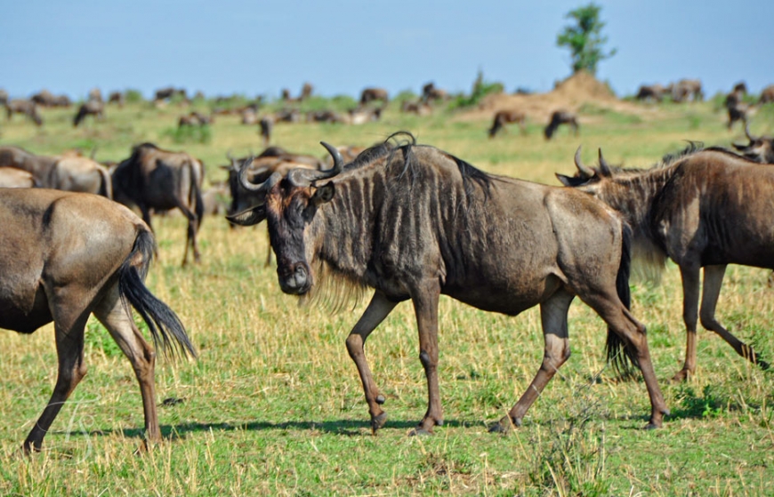 Masai Mara, Kenya © TravelPlusStyle.com