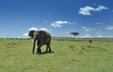 Masai Mara, Kenya © Travel+Style