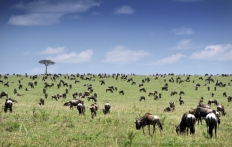 Masai Mara, Kenya © TravelPlusStyle.com