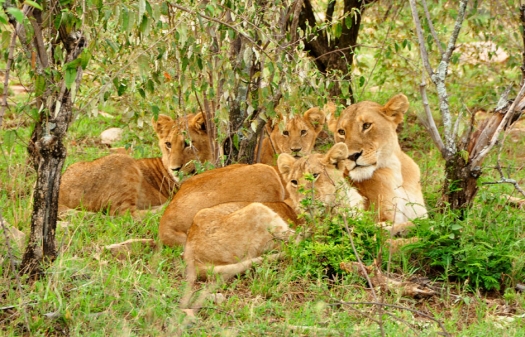 Masai Mara, Kenya © TravelPlusStyle.com